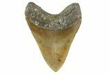 Serrated, Fossil Megalodon Tooth - North Carolina #346318-2
